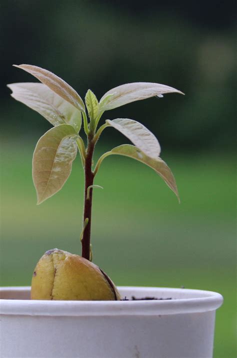 How to Grow Avocado from the Seed - Healthier Steps
