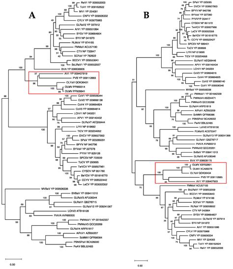 Olive Leaf Mottling Virus: A New Member of the Genus Olivavirus