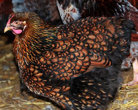 Black Blue Laced Red Wyandotte hen | Chickens backyard, Best egg laying ...