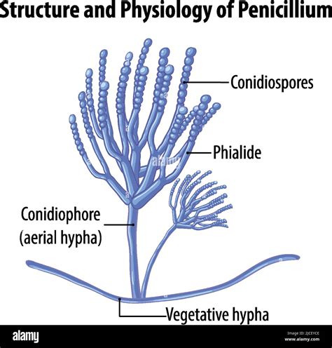 Structure and physiology of penicillium mold illustration Stock Vector ...