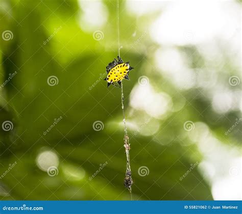 Spiny Backed Orb Weaver Spider Stock Photo - Image of spider, insect ...