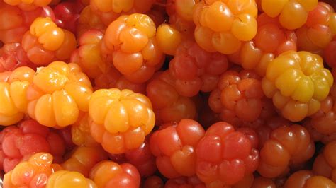 Is a Cloudberry a Fruit or a Vegetable?