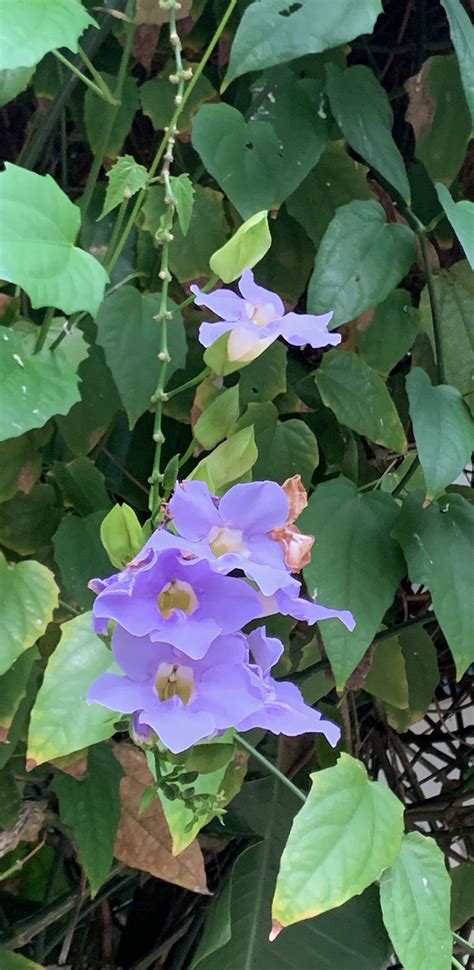Purple Flowering Vine
