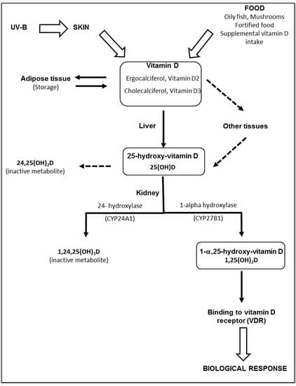 Vitamin D and Age-Related Macular Degeneration