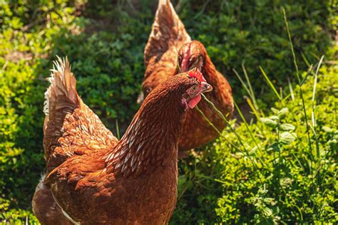 Image result for Gallinas Tutorial