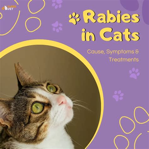 Signs Of Rabies In Cats at Janet Simmons blog