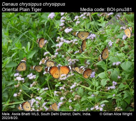 Danaus chrysippus chrysippus | Butterfly