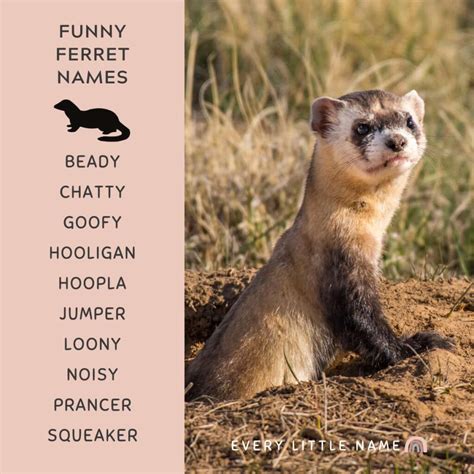 280 Best Ferret Names (Cute, Cool, and Unique) - Every Little Name