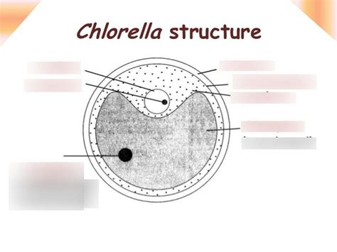 Image result for Reproduction of Chlorella