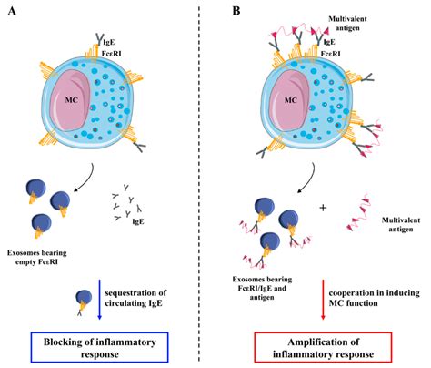FcεRI Signaling in the Modulation of Allergic Response: Role of Mast ...