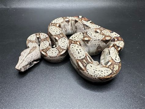 Beautiful CB USA Colombian Red Tail Boas Boa Constrictor by Major ...