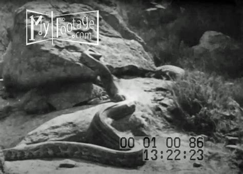 Primitive Humans Movie 的图像结果