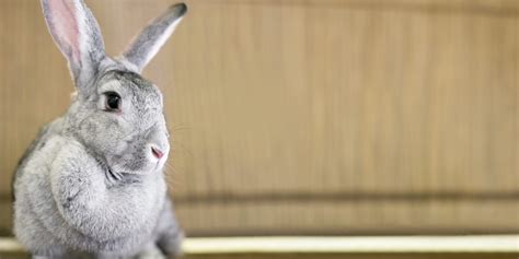 Essential Guide to the Top 13 Largest Rabbit Breeds - Oxbow Animal Health