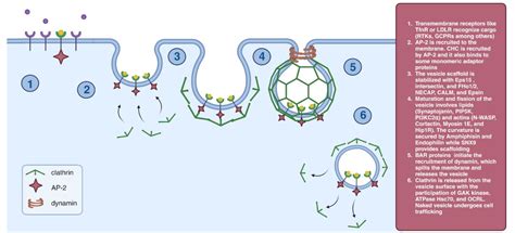 The Chemical Inhibitors of Endocytosis: From Mechanisms to Potential ...