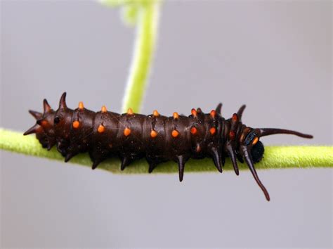 Spirit of the Cowgirl: Pipevine Swallowtail Caterpillars