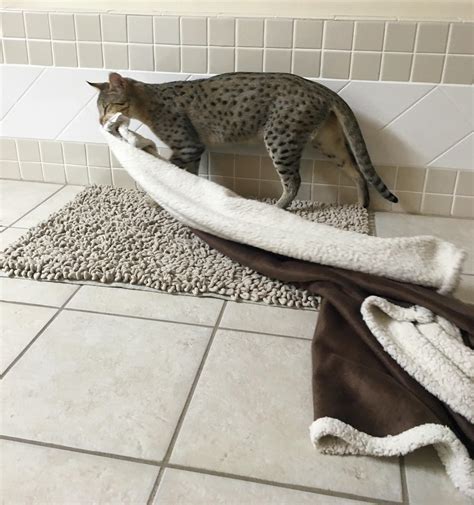 Perfect Cat Dragging Butt On Floor For Modern Homes