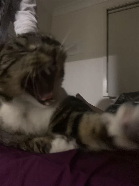 Cat Screaming Meme - 57+ Koleksi Gambar