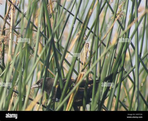 Yellow-winged Blackbird (Agelasticus thilius) Aves Stock Photo - Alamy