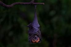 Wallpaper Bats by Bat Wallpapers Backgrounds Wallpaper Bats