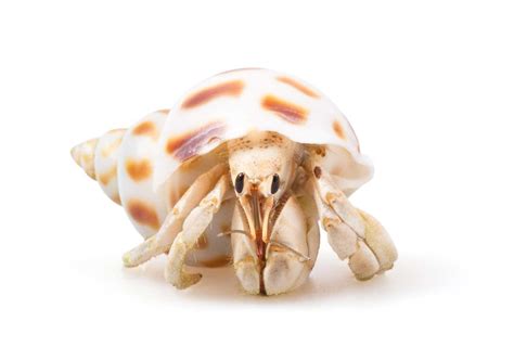 Types of Hermit Crabs - Learn About Nature