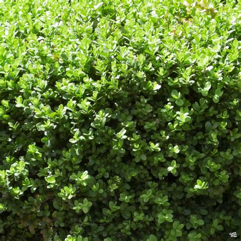 Dwarf English Boxwood — Green Acres Nursery & Supply