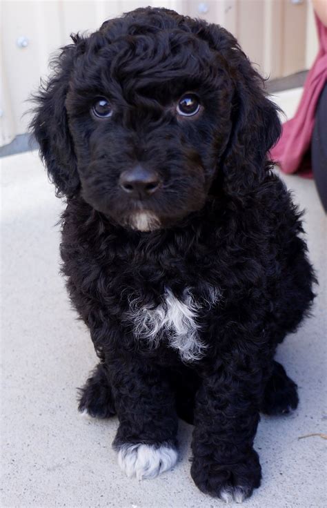 Black And White Goldendoodle Puppy