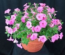 Image result for Garden Plants at Lowe's