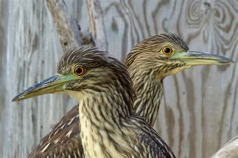 Black-crowned Night-Heron - International Bird Rescue