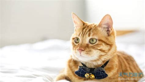 洋气独一无二的猫名字：小众高级猫咪名字
