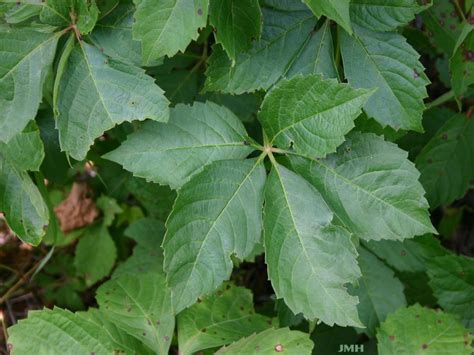 Virginia creeper | The Morton Arboretum