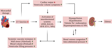 Frontiers | Edema formation in congestive heart failure and the underlying mechanisms