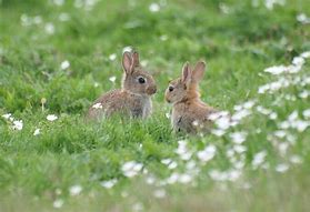 Image result for European Rabbit Baby