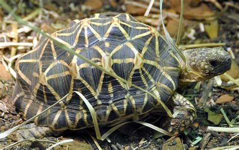 Image result for Turtle Animal Shell