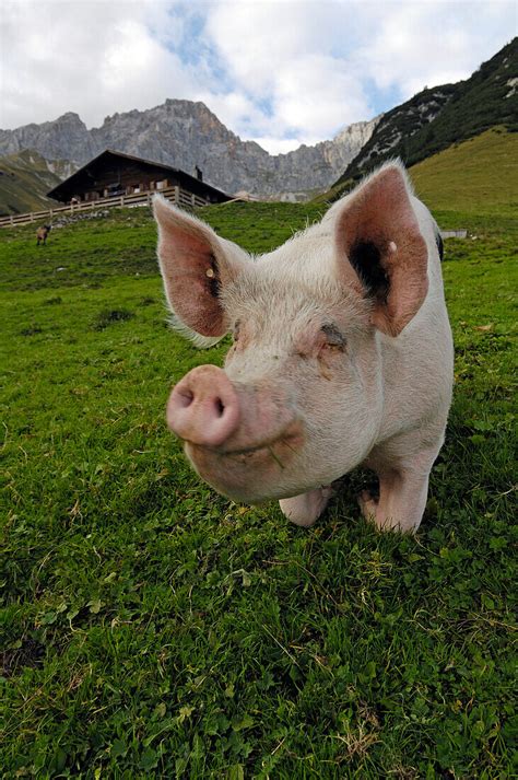 Pig on an alpine meadow, Tyrol, Austria, … - License image - 70251766 ...