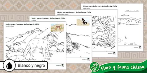 Hojas para Colorear: Animales de Chile