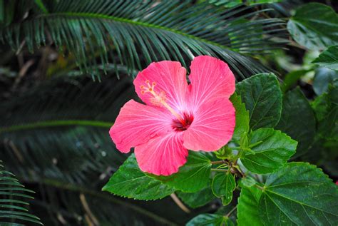 How to Grow and Care for Hibiscus Plants