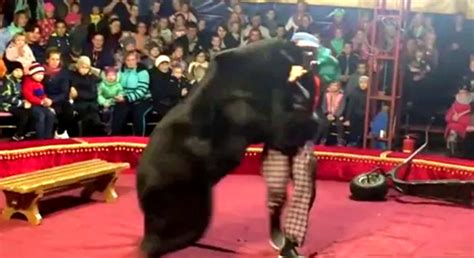 俄罗斯一马戏团出表演事故 黑熊表演中失控攻击驯兽师_发现频道_中国青年网