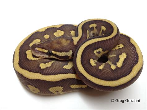Image result for Lesser Fire Ball Python