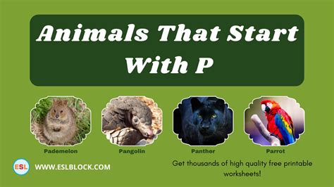 Animals That Start With P - English as a Second Language