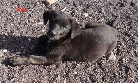 Rike » Kanarenhunde e.V.