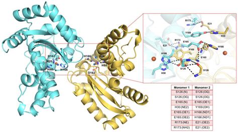 In Silico Identification of Novel Inhibitors Targeting the Homodimeric ...
