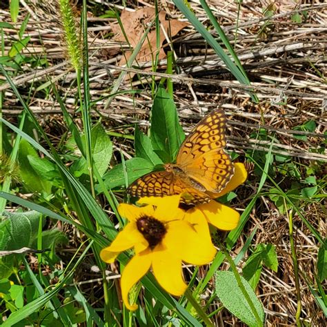 Dragonfly Farm — Perkiomen Watershed Conservancy