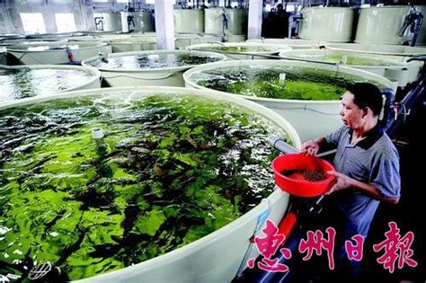 惠州企業研發工廠化循環水系統，攻克深海魚內陸養殖難題 - 每日頭條