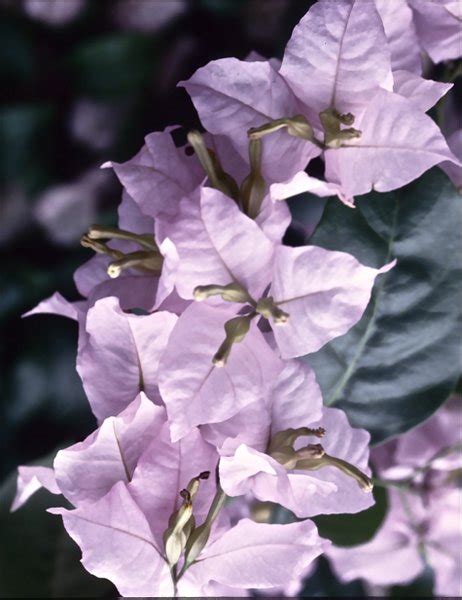 Emotional Protection : spiritual meaning of flower