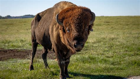 Tupelo Buffalo Park and Zoo - Visit Mississippi