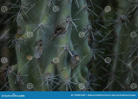 Cactus texture thorns stock photo. Image of cactus, temperatures ...