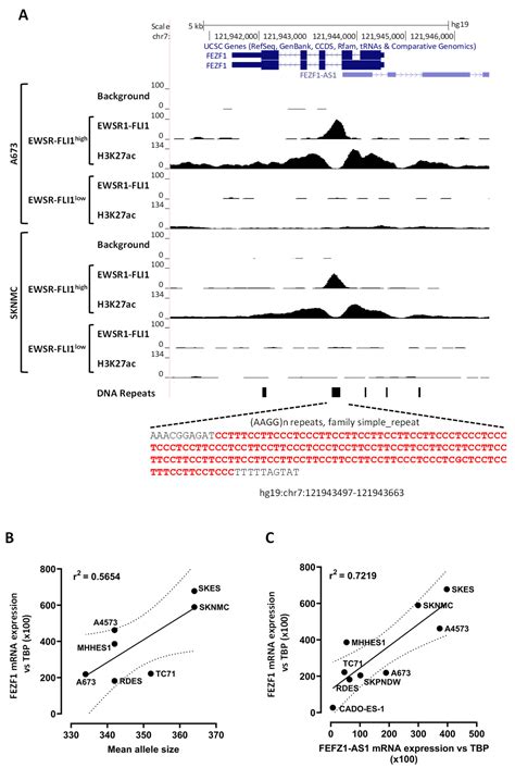 The Transcription Factor FEZF1, a Direct Target of EWSR1-FLI1 in Ewing ...