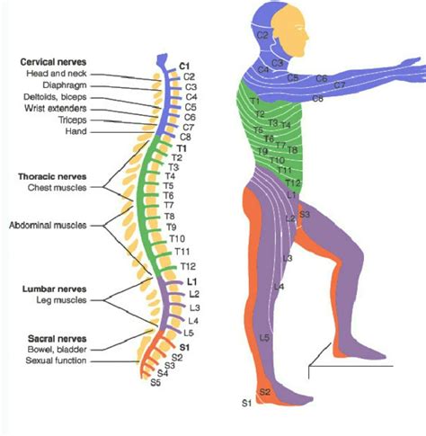 Cervical Nerves Nerve Anatomy, Human Body Anatomy, Human Anatomy And ...