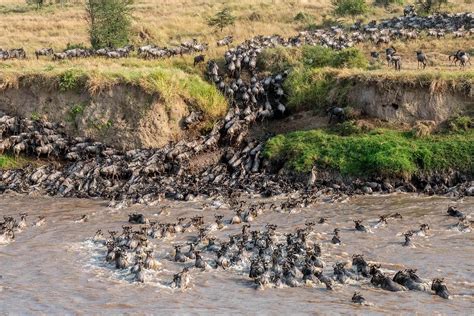 When Does Great Migration Happen in the Masai Mara Kenya?