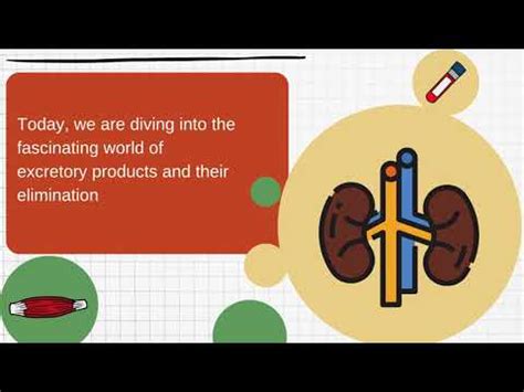 Excretion in other organisms and Kidney Structure Video Lecture ...
